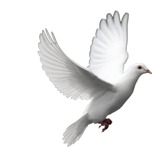 Flying Dove